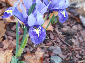 winter weather and spring blooming bulbs