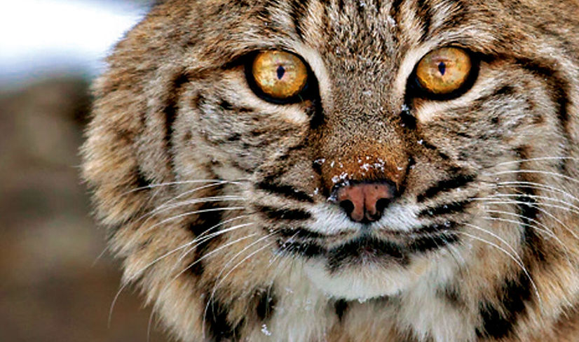 bobcat.jpg