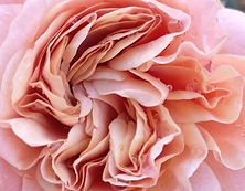 5522B59B-F7CE-4336-B679-56A7CDC7EB89_edited_edited_edited_edited.jpg