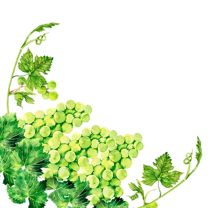 uvas 
