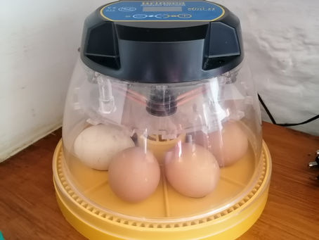 Don't Count Your Chick's Before They Hatch