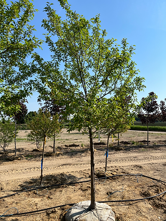 Maple Trees