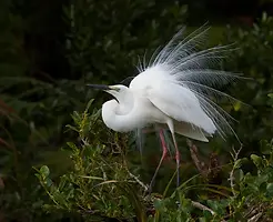White Heron.webp