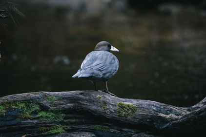 NZ Blue Duck / Whio