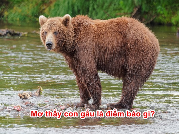 Nằm mộng thấy gấu đánh con gì? Giải mã giấc mơ thấy gấu trong lô đề content media