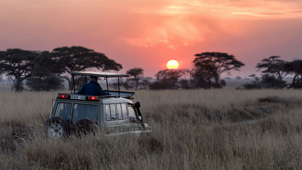 Safari jeep in tall grass at sunset with a person in blue looking out. Orange sky, silhouette of trees, and license plate T868 AAZ visible.