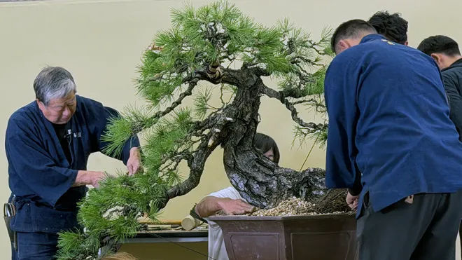 Men in blue shirts meticulously prune a large bonsai tree on a table. The scene is calm, with a neutral background and focused expressions.
