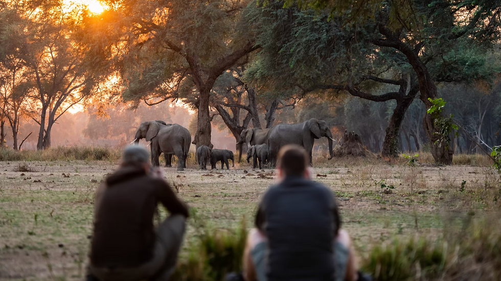 People observe a herd of elephants in a sunlit forest at sunset. Warm hues create a serene mood as elephants roam among trees.