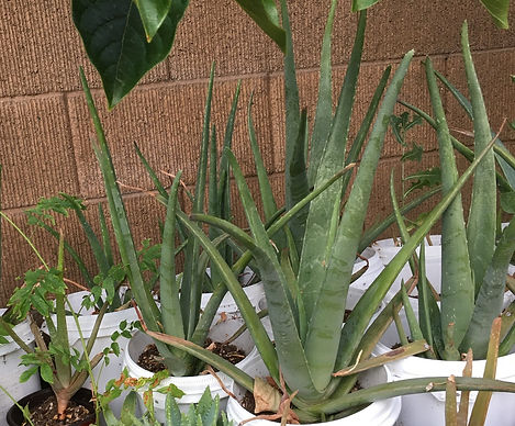 ALOE VERA CALIFORNIA