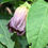 Miniaturbild: Belladonna