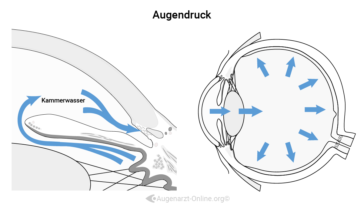 Augendruck Entstehung und Kammerwasserproduktion Anatomie