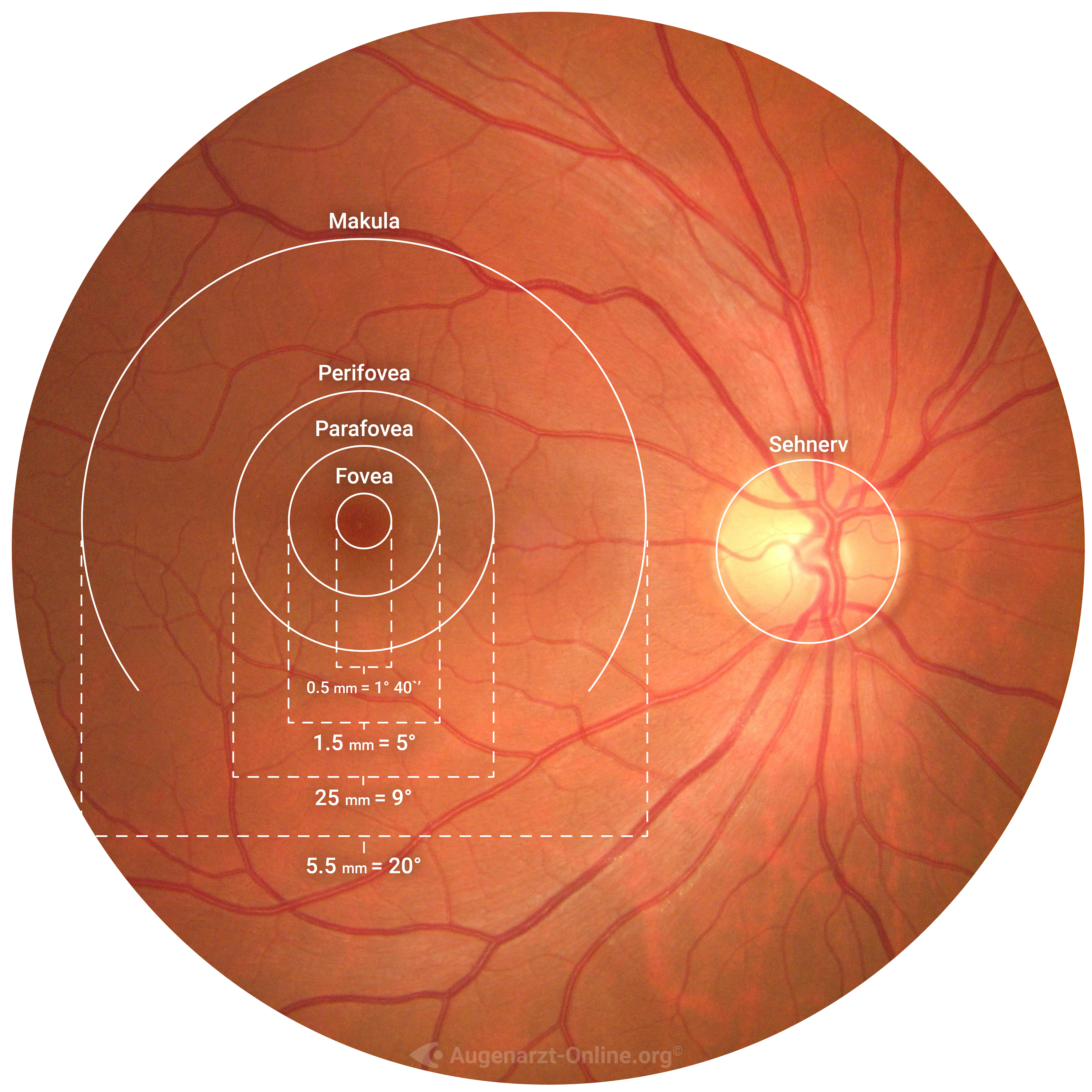 Definition Fovea, Foveaola, Makula, Perifovea, Parafovea