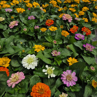 Instagram: @dogwoodacresfamilyfarm  Website: https://www.dogwoodacres.farm/garden-center