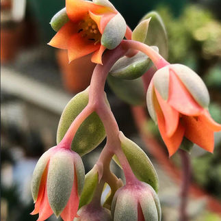 Instagram: @storysnursery  Website: http://www.storysnursery.com/