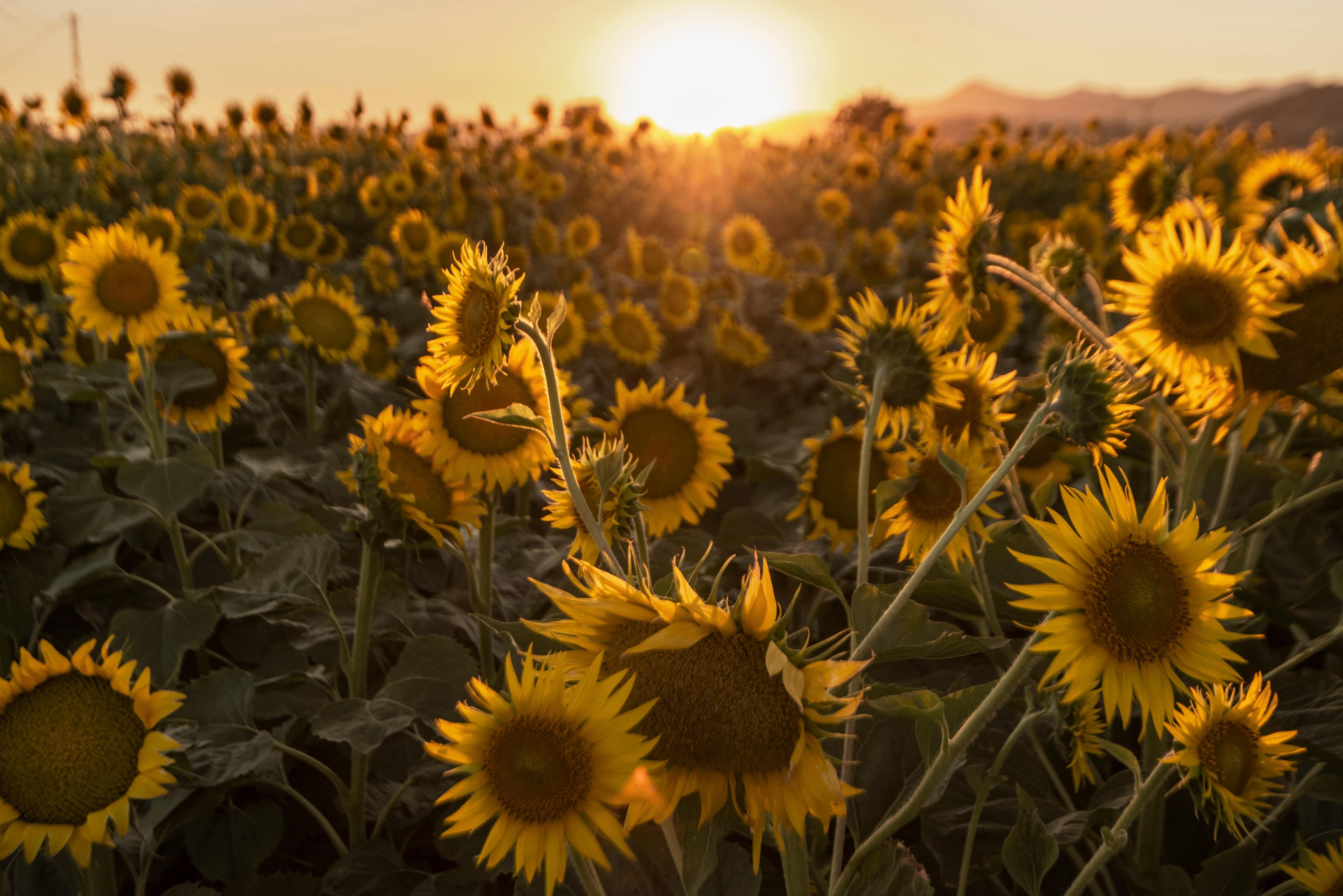 Sunflower & Sangria Festival at Meadowbrook Farm