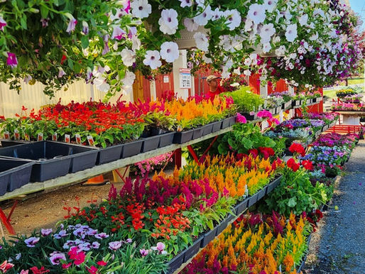 The Garden Lover's Guide: 5 New York Garden Centers Every Plant Lover Needs to Visit