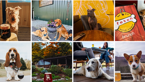  HVH’s Guide: Pups, Pints & Patios Worth the Drive North of NYC