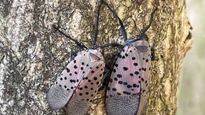 What Are Those Tiny Polka-Dotted Bugs Hopping Around Hudson Valley Backyards?