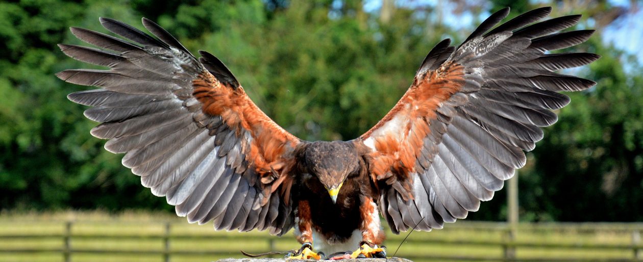 Adirondack Raptors at High Peaks Resort