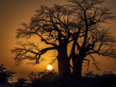 Baobabs y bicicletas