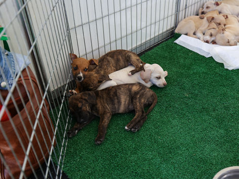 Campanha de adoção animal é sucesso em Saquarema e a próxima edição será no dia 30