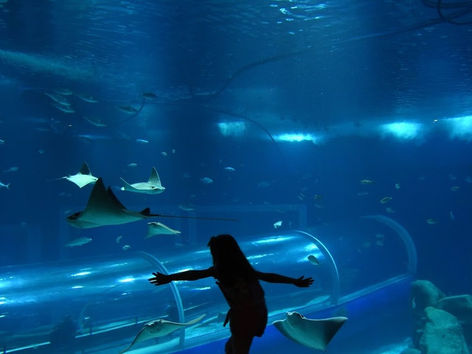 AquaRio é opção de lazer no feriado de 7 de setembro