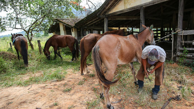 Dia do Burro será celebrado em Saquarema