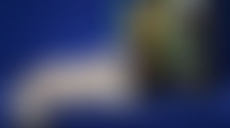 Rio de Janeiro recebe o maior evento de gatos das Américas