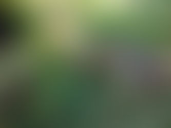 Ação simbólica marca o Dia Mundial dos Manguezais na Lagoa Rodrigo de Freitas