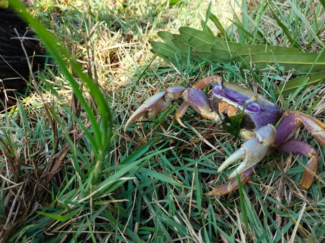Ação simbólica marca o Dia Mundial dos Manguezais na Lagoa Rodrigo de Freitas