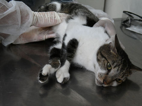 Niterói oferece tratamento gratuito contra fungo que atinge gatos