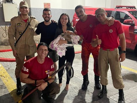 Bombeiros resgatam cachorro preso sob a Ponte Rio-Niterói