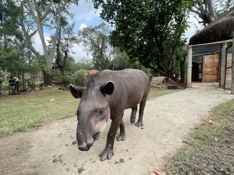 A anta já tem nome: público escolhe novo morador do BioParque do Rio