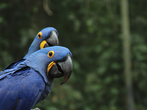 Feriado de 1º de maio: BioParque reúne lazer, natureza e experiências ao ar livre