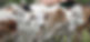 CATTLE FARMING.jpg