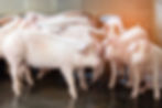 PIGGERY 3.jpg