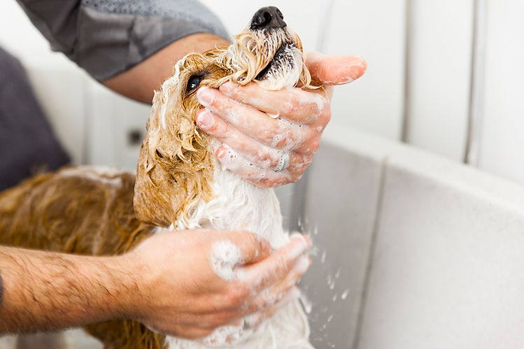 bathing-a-cute-dog-NDMH4K5.jpg