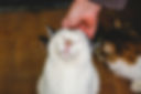 happy-cat-AMYKL4A.jpg