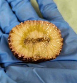 DE LA CRISIS CLIMÁTICA A LA INNOVACIÓN: Algas simbiontes e imitadores de corales para enfrentar la acidificación del océano