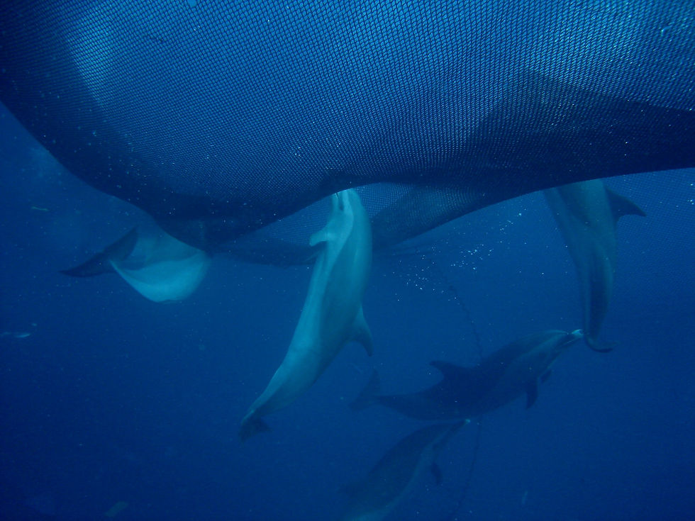 DETRÁS DE UNA LATA DE ATÚN
