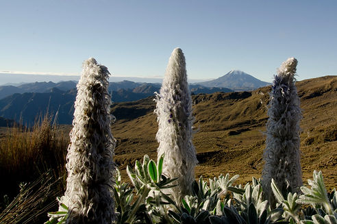 lupinus aloperucoides.jpg