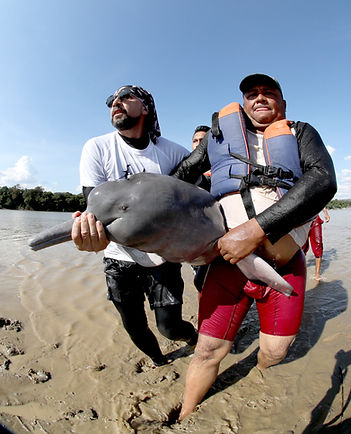 Delfin rosado rescatado.jpg
