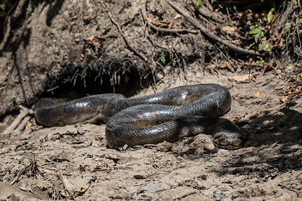 Anaconda 2.jpg