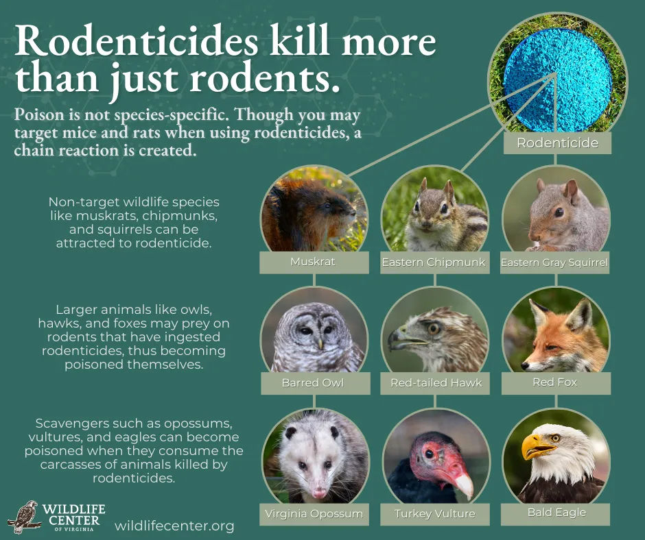 New Rodenticide Laws Australia 2026 | Empire Pest & Proofing Solutions