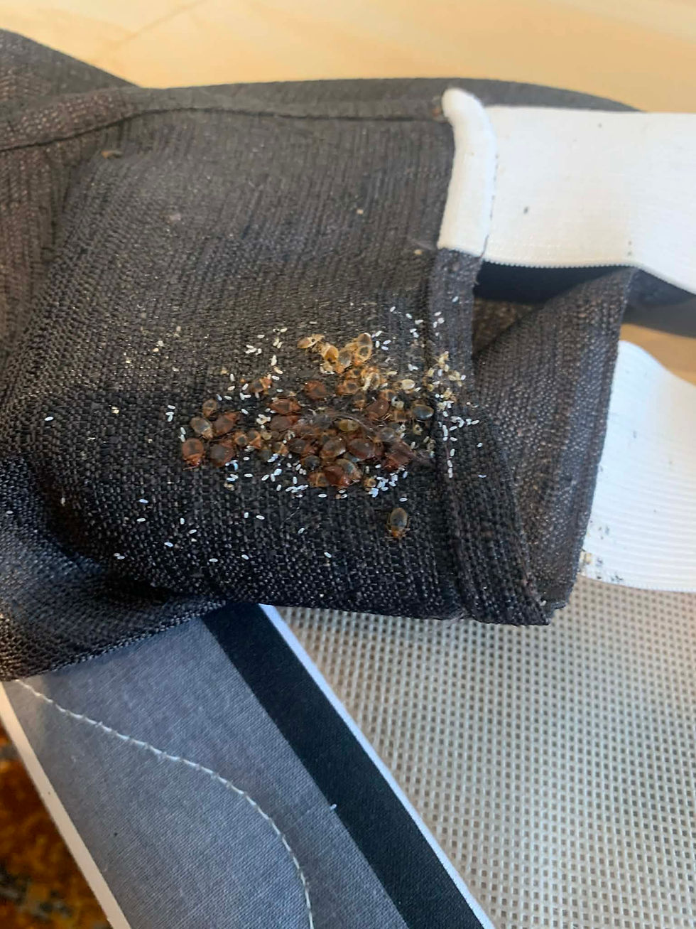 Bed Bug Infestation to a Bed Valance