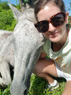 Braco horses