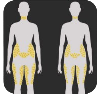 Human Body