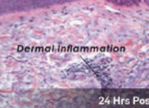 Human Cell