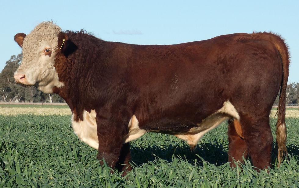 Lot 43 - MOLU223 (S)
