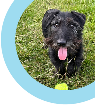 Picture of dog